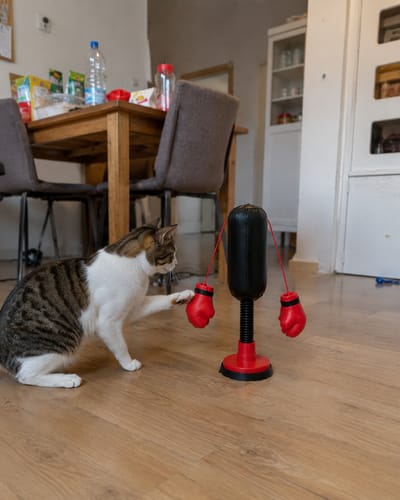 Mini Cat Punching Bag